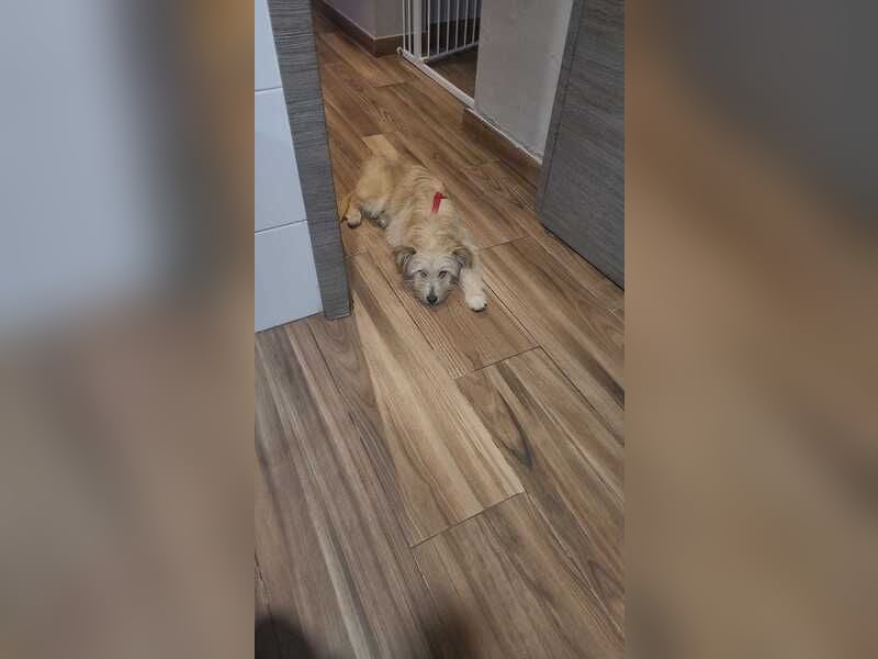 WILLIAM ❤️ Herzensbrecher auf vier Pfoten