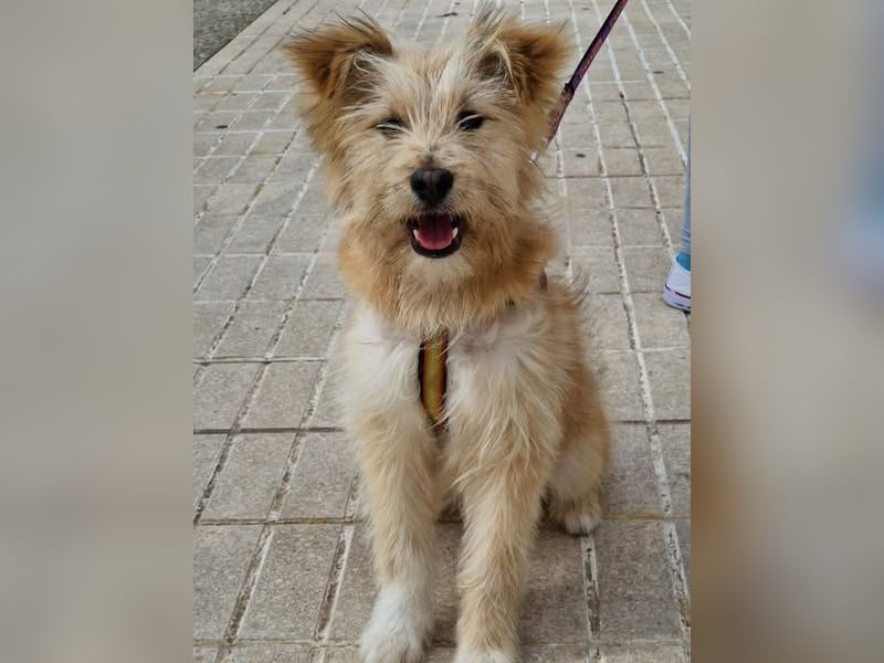 WILLIAM ❤️ Herzensbrecher auf vier Pfoten