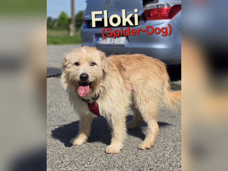 Floki ♥️ sucht sein Für-Immer-Zuhause