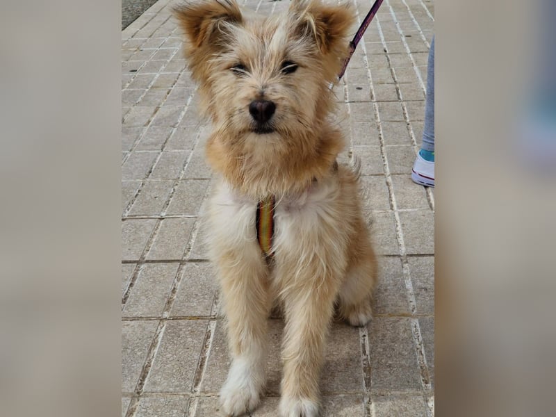 WILLIAM ❤️ Herzensbrecher auf vier Pfoten