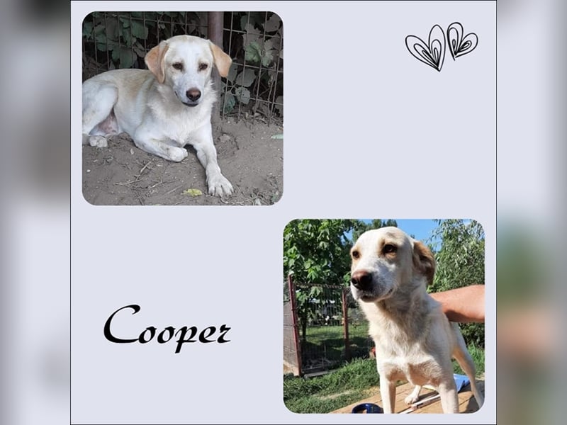 Hurra! Hier kommt Cooper!