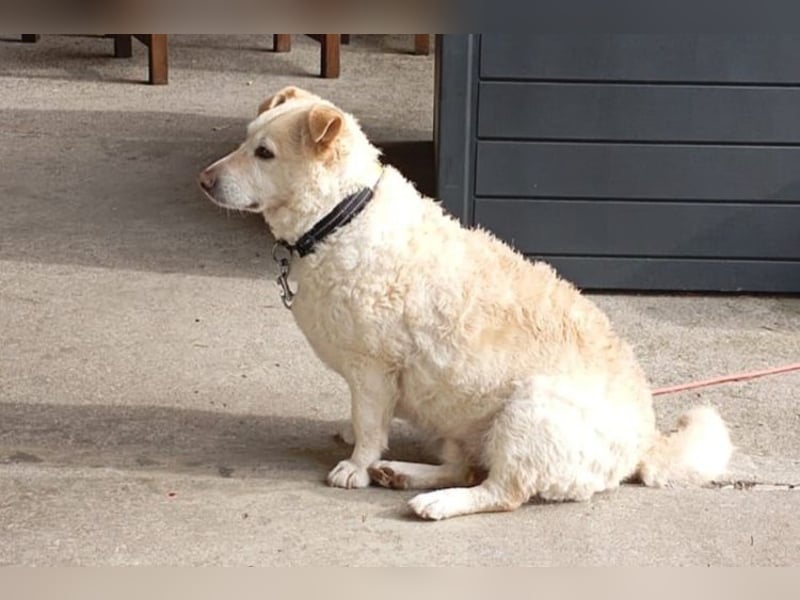 Friendly - ein lustiger Bub - Tierhilfe Franken e.V.