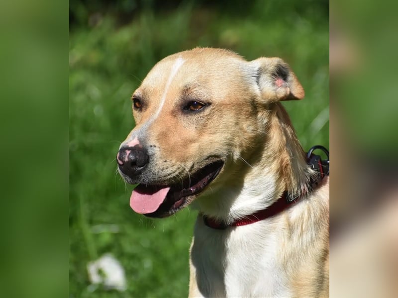 Lieber Rüde „Dexter“, ca. 2023 geboren, gut verträglich