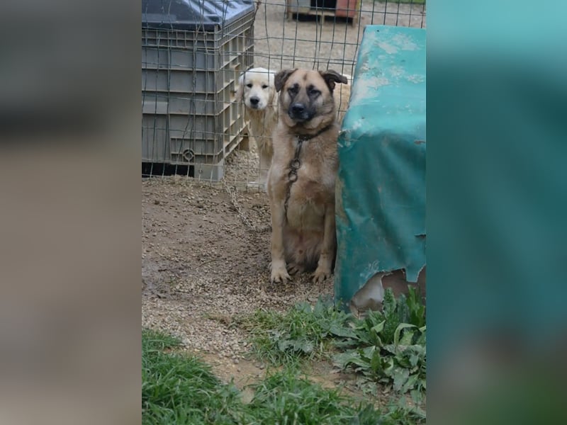 „Harvey“, menschenbezogen, lieb, sehr ruhig und zurückhaltend, sucht ein stabiles Zuhause, ca. 2020