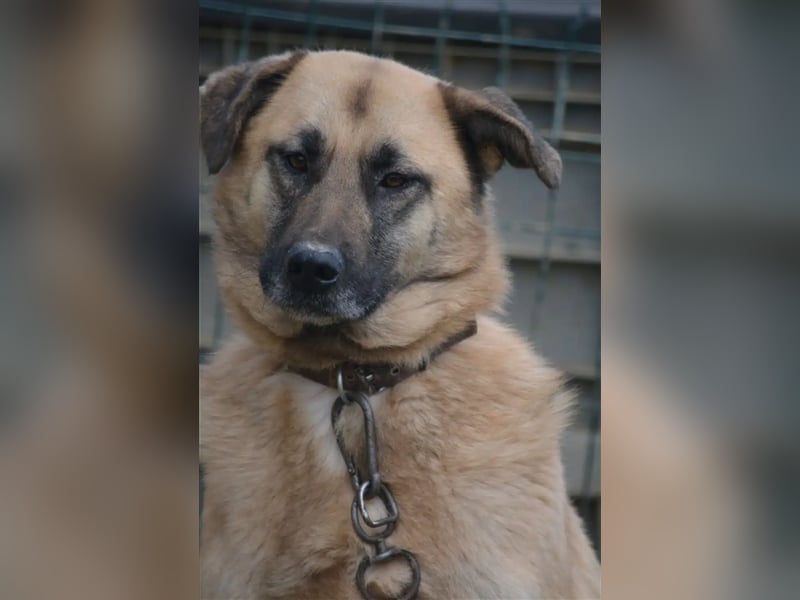 „Harvey“, menschenbezogen, lieb, sehr ruhig und zurückhaltend, sucht ein stabiles Zuhause, ca. 2020