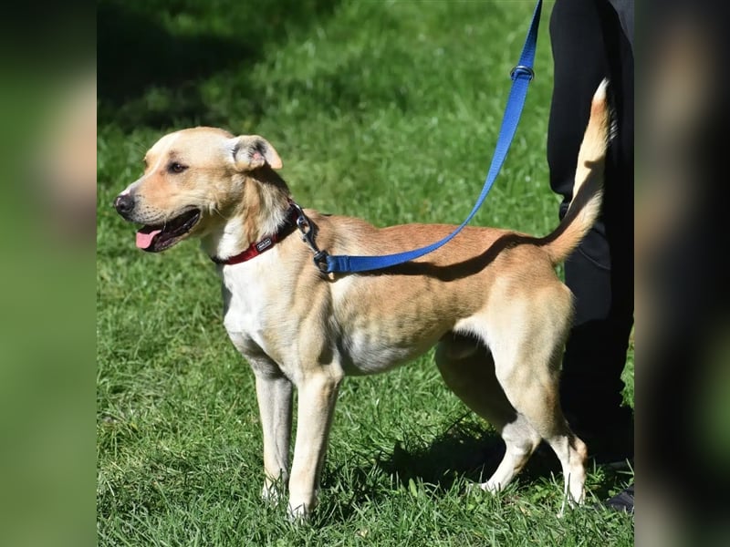 Lieber Rüde „Dexter“, ca. 2023 geboren, gut verträglich