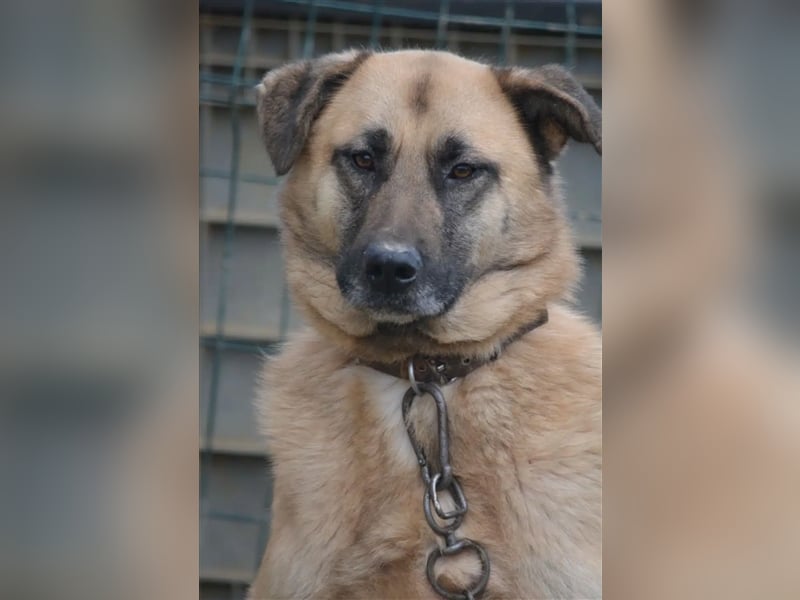 „Harvey“, menschenbezogen, lieb, sehr ruhig und zurückhaltend, sucht ein stabiles Zuhause, ca. 2020