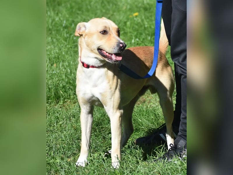 Lieber Rüde „Dexter“, ca. 2023 geboren, gut verträglich