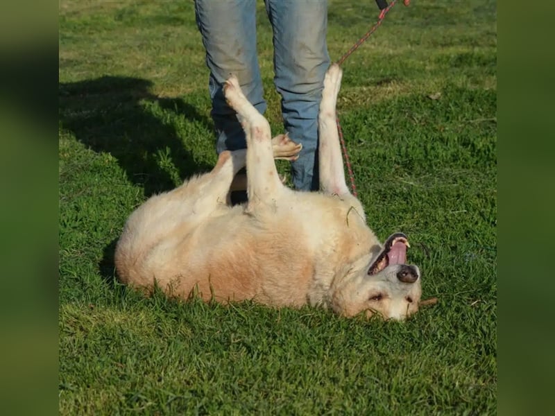 Lieber Mischlingsrüde „Jerry“, ca. 2017 geb., gut verträglich, kennt größere Kinder, sehr verschmust