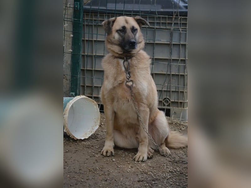 „Harvey“, menschenbezogen, lieb, sehr ruhig und zurückhaltend, sucht ein stabiles Zuhause, ca. 2020