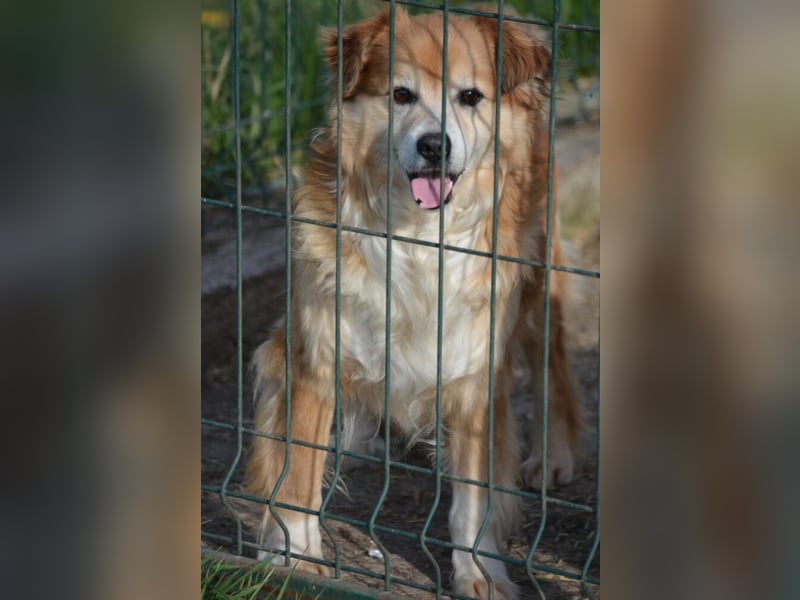 „Joshi“, sehr lieber Senior, hat sein ganzes Leben im Tierheim verbringen müssen