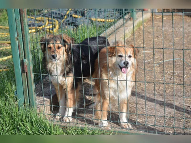 „Joshi“, sehr lieber Senior, hat sein ganzes Leben im Tierheim verbringen müssen