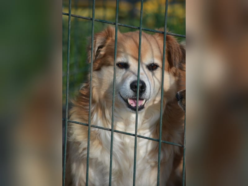 „Joshi“, sehr lieber Senior, hat sein ganzes Leben im Tierheim verbringen müssen