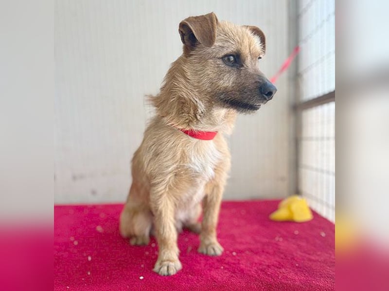 (R) ❤️ süßer kleiner PAULI - 1 Jahr, 30cm/7kg - Mischling ❤️
