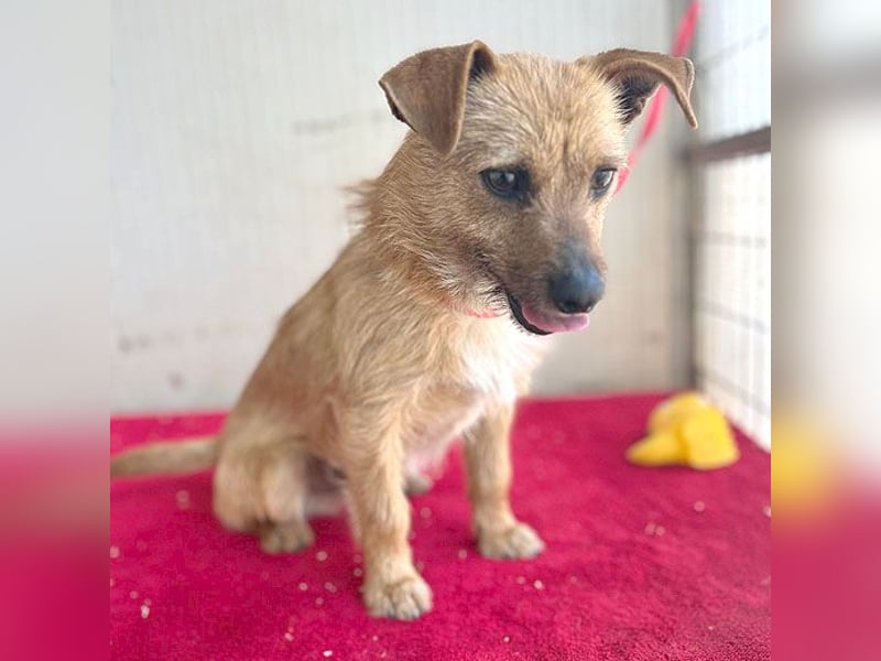 (R) ❤️ süßer kleiner PAULI - 1 Jahr, 30cm/7kg - Mischling ❤️