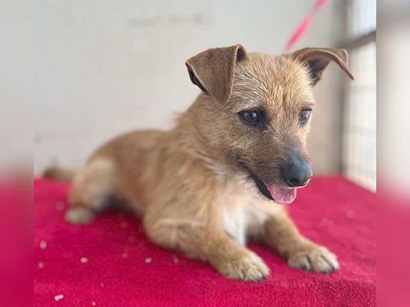 (R) ❤️ süßer kleiner PAULI - 1 Jahr, 30cm/7kg - Mischling ❤️