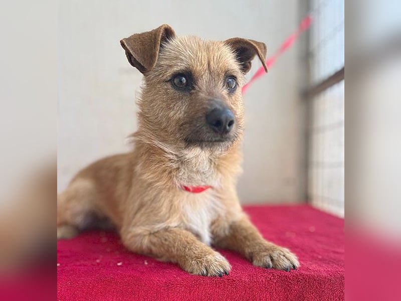 (R) ❤️ süßer kleiner PAULI - 1 Jahr, 30cm/7kg - Mischling ❤️