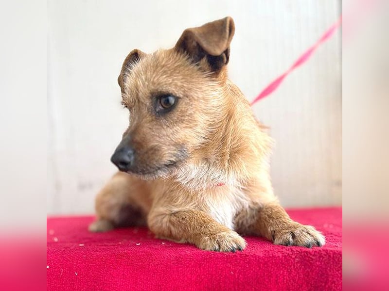 (R) ❤️ süßer kleiner PAULI - 1 Jahr, 30cm/7kg - Mischling ❤️