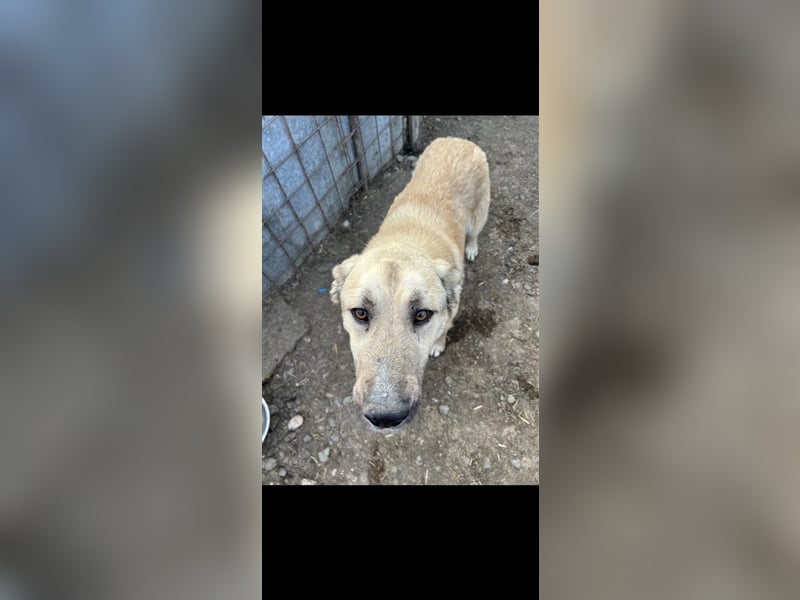 Buddy - ein ruhiger Begleiter sucht sein Für -Immer-Zuhause