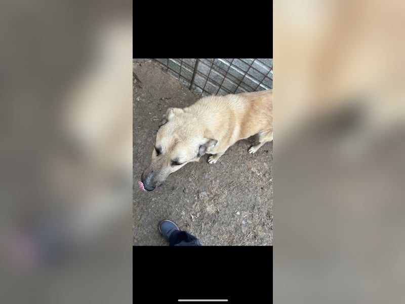 Buddy - ein ruhiger Begleiter sucht sein Für -Immer-Zuhause