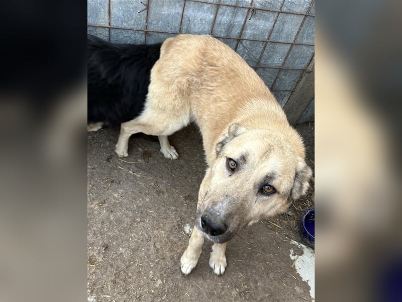 Buddy - ein ruhiger Begleiter sucht sein Für -Immer-Zuhause