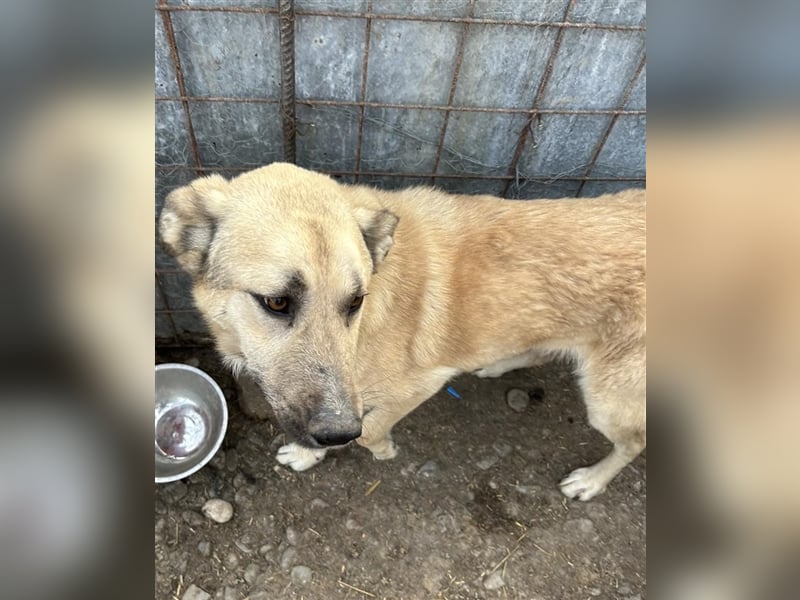 Buddy - ein ruhiger Begleiter sucht sein Für -Immer-Zuhause
