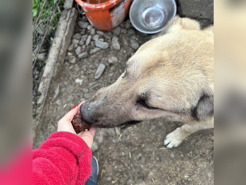 Buddy - ein ruhiger Begleiter sucht sein Für -Immer-Zuhause