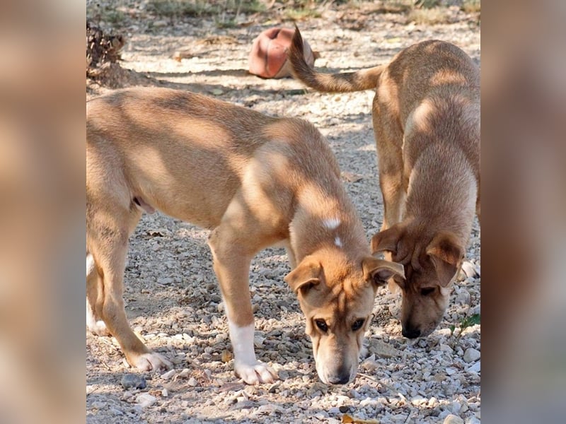 Fredi steckt voller Lebensfreude! Er möchte seine Jugend nicht im Tierheim verbringen !