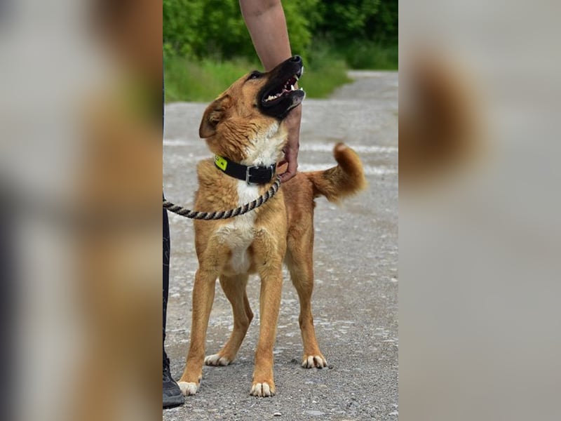 Bark ist freundlich und menschenbezogen