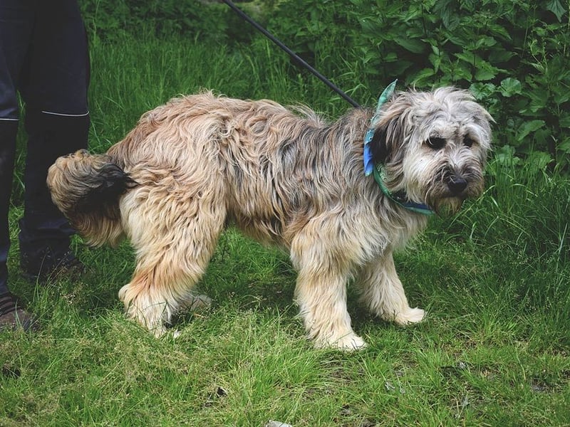 Cappuccino ist ein wundervoller Hundemann