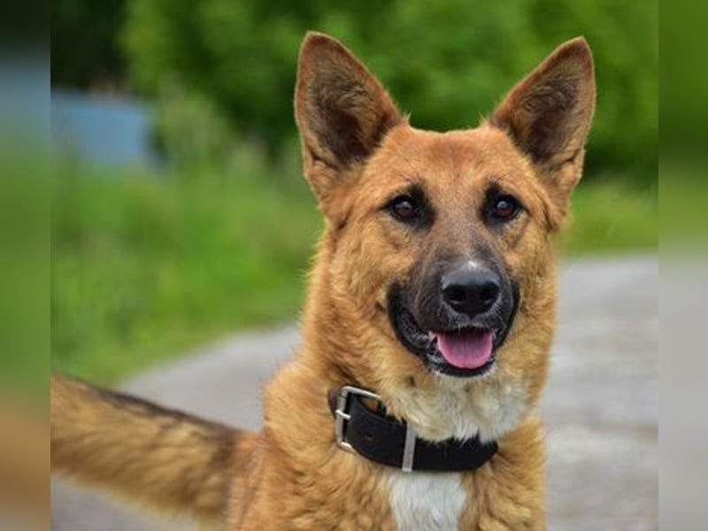 Bark ist freundlich und menschenbezogen