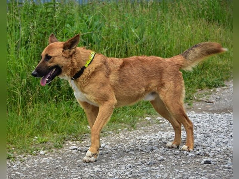 Bark ist freundlich und menschenbezogen