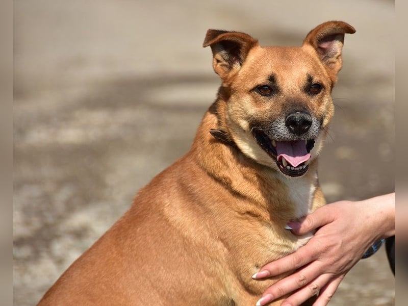 Borko S272 sucht ein ruhiges Zuhause