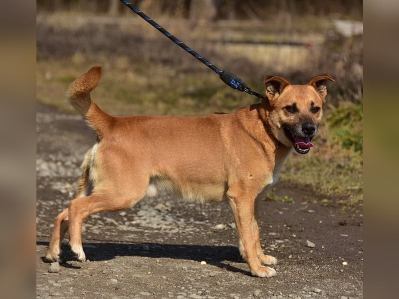 Borko S272 sucht ein ruhiges Zuhause