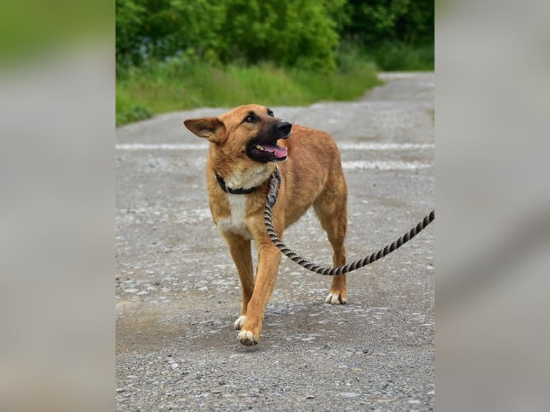 Bark ist freundlich und menschenbezogen