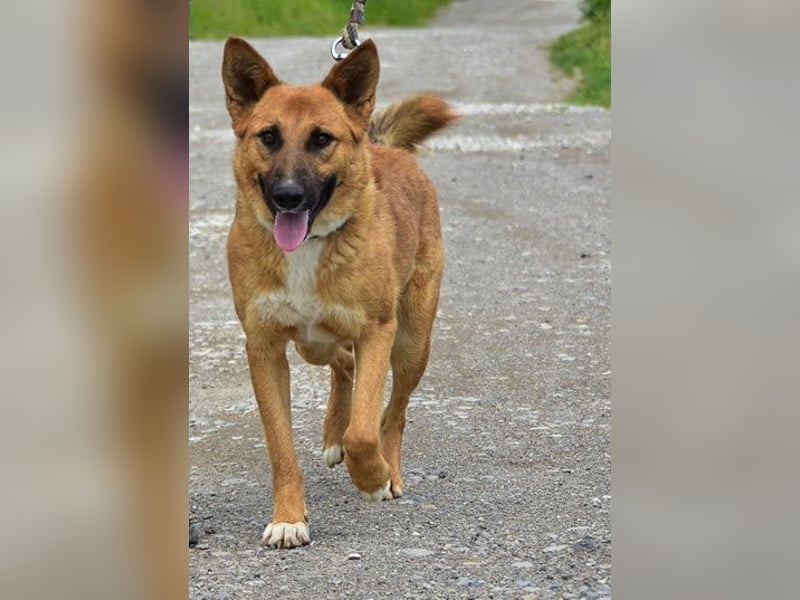 Bark ist freundlich und menschenbezogen