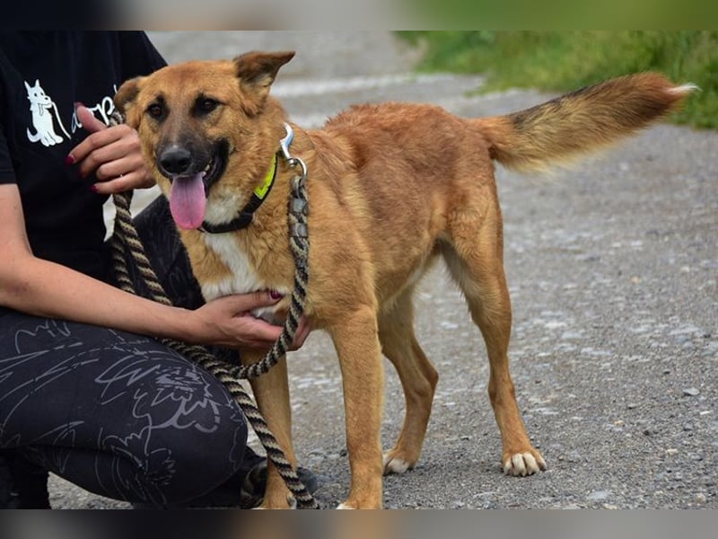 Bark ist freundlich und menschenbezogen