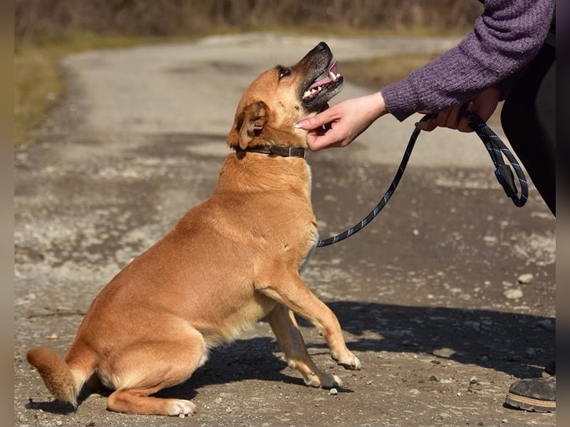 Borko S272 sucht ein ruhiges Zuhause