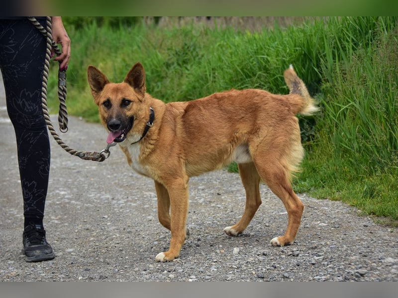 Bark ist freundlich und menschenbezogen
