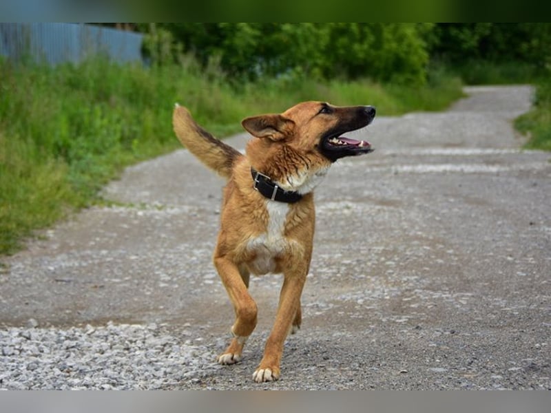 Bark ist freundlich und menschenbezogen