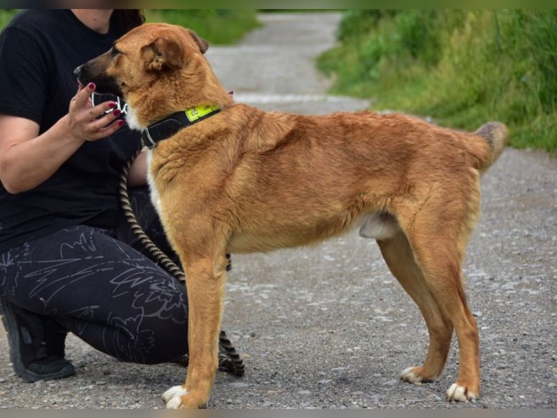 Bark ist freundlich und menschenbezogen