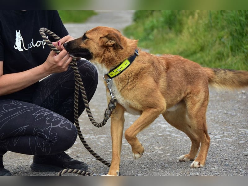 Bark ist freundlich und menschenbezogen