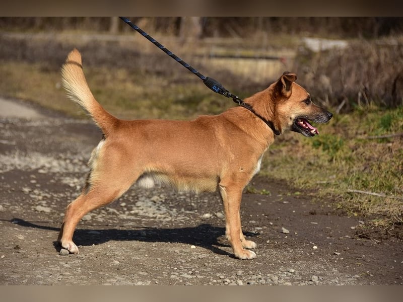Borko S272 sucht ein ruhiges Zuhause