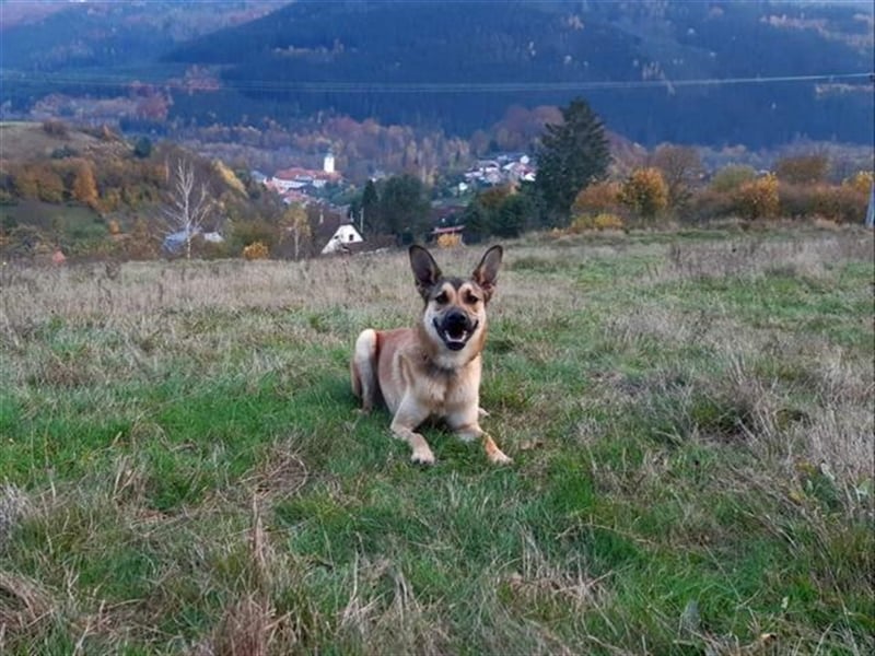 Laky C36 ist gesellig und lebhaft