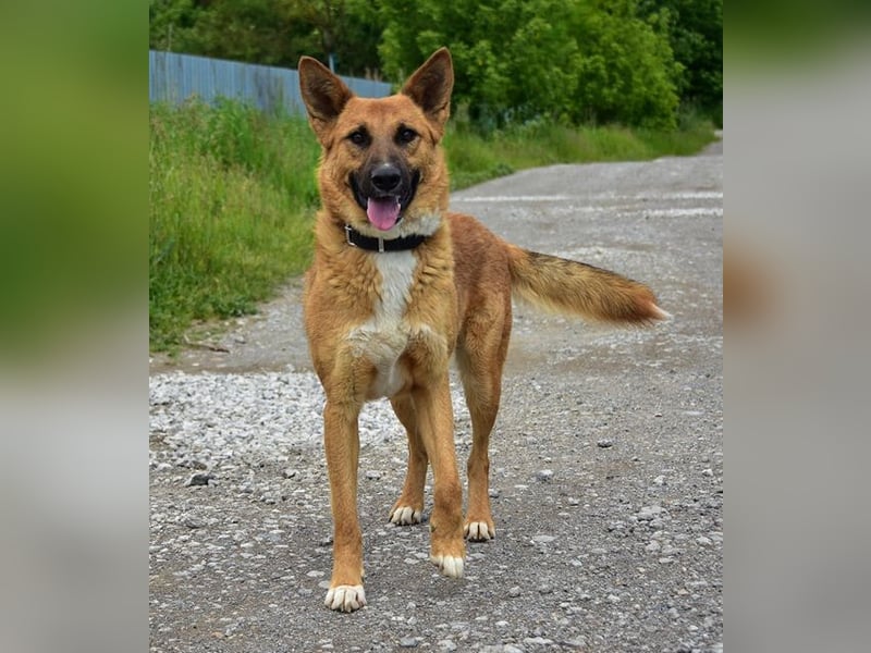 Bark ist freundlich und menschenbezogen