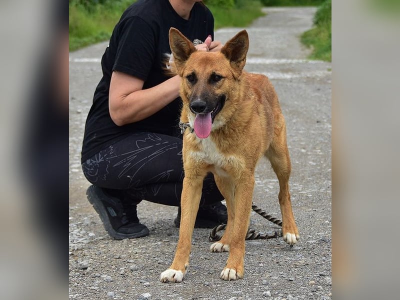 Bark ist freundlich und menschenbezogen
