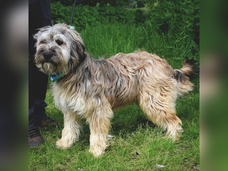 Cappuccino ist ein wundervoller Hundemann