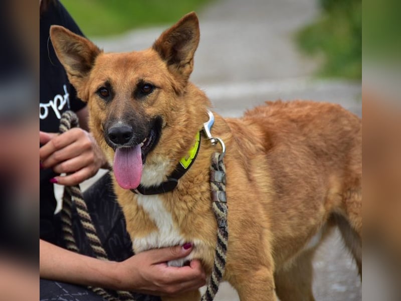 Bark ist freundlich und menschenbezogen