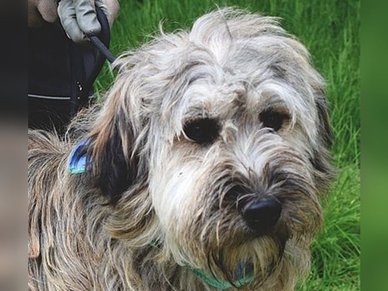 Cappuccino ist ein wundervoller Hundemann