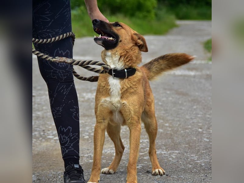 Bark ist freundlich und menschenbezogen